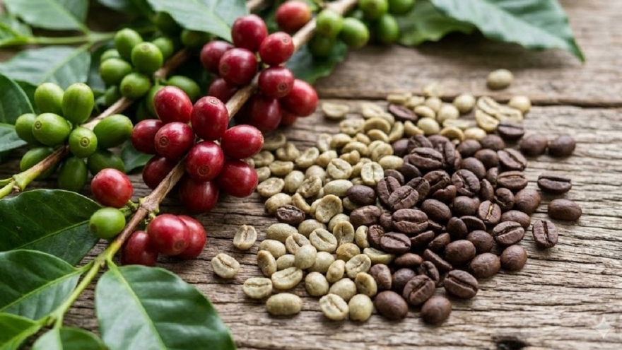 Giá cà phê hôm nay 14/3: Giá cà phê tăng trên cả hai sàn quốc tế