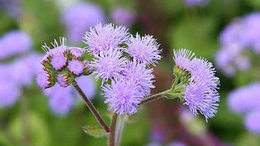 Hoa cứt lợn có thật sự chữa được viêm xoang? Sự thật ít người biết