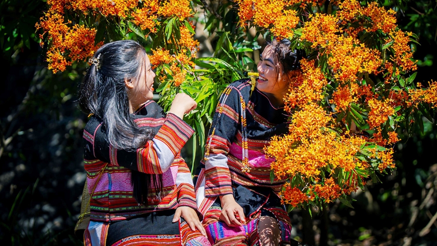 Hoa trang rừng nở rộ, “nàng thơ” của đại ngàn Gia Lai thức giấc