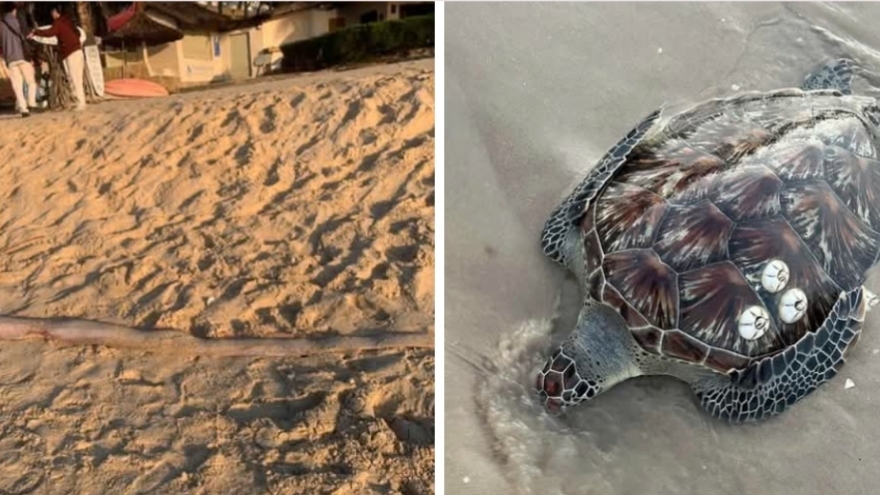 Liên tiếp các loài sinh vật quý hiếm xuất hiện gần bờ biển Lâm Đồng