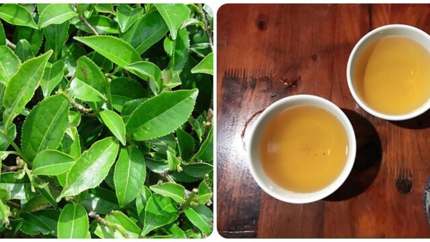 Uống nước trà xanh tươi hàng ngày có tác dụng gì?