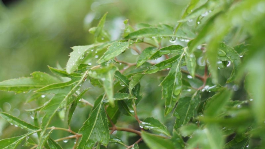 Bài thuốc từ cây đinh lăng