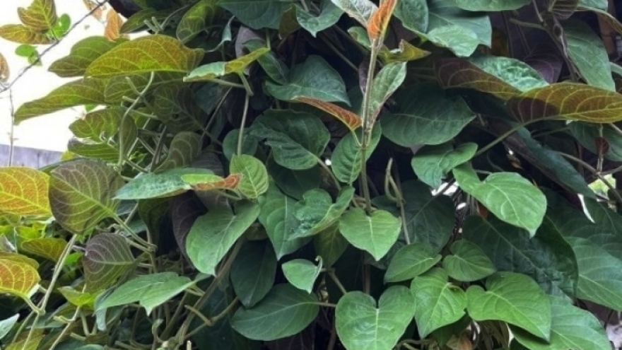Lá mơ mọc dại khắp nơi, được xem là "bảo bối’ cho hệ tiêu hóa