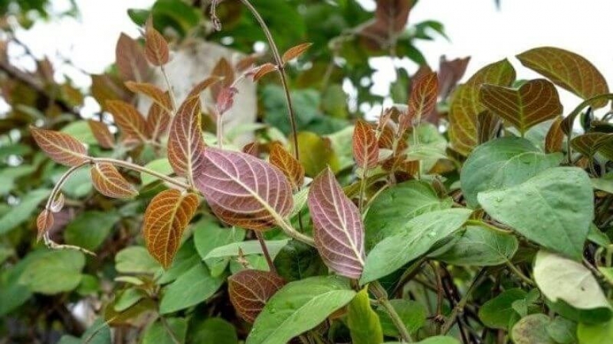 Uống nước lá mơ thường xuyên: Lợi ích hay tác dụng ngược?