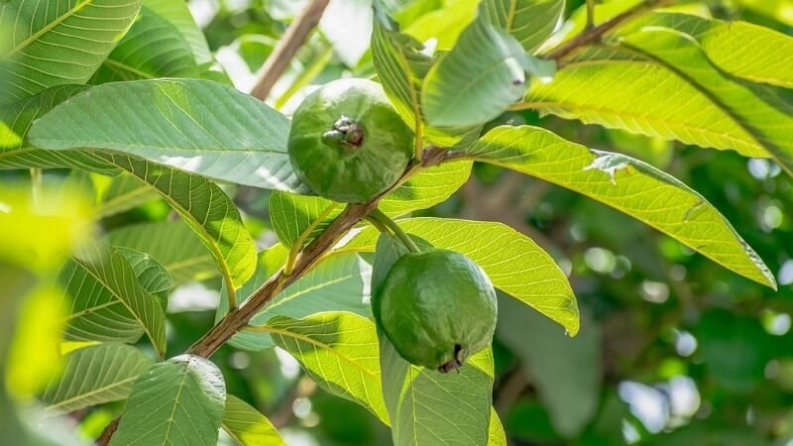 Bí mật ít người biết về tác dụng của lá ổi đối với sức khỏe