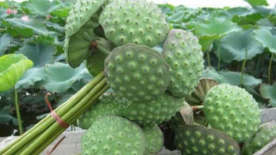 Ít ai biết: Từ lá đến hạt, cây sen đều là “vị thuốc” quý cho sức khỏe