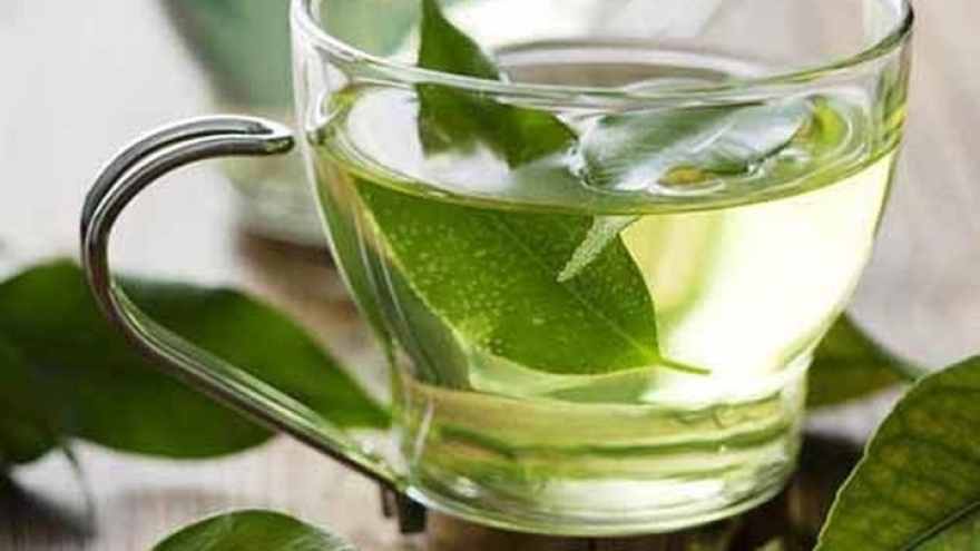 Lá vối chứa nhiều chất kháng khuẩn, nhưng uống nhiều có tốt không?