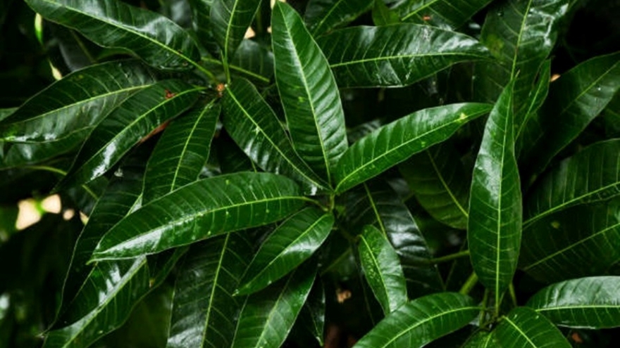 Việt Nam có sẵn một loại thảo dược quý nhưng hay bị ngó lơ vì nghĩ không ăn được