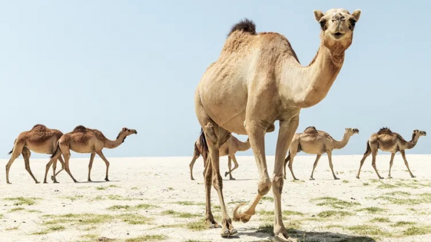 20 chú lạc đà bị loại khỏi cuộc thi sắc đẹp vì gian lận tiêm botox, bơm môi