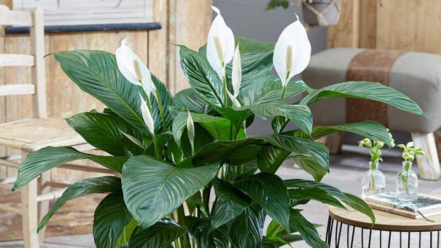 Đặt vài chậu cây trong nhà: Lợi ích sức khỏe khiến nhiều người bất ngờ