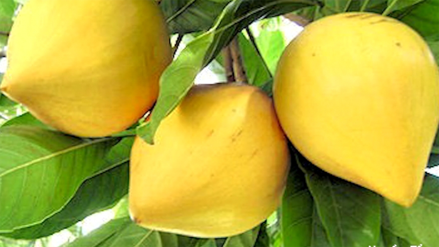 Lê ki ma: Quả dân dã biến thành “siêu thực phẩm” giá 2 triệu đồng/kg