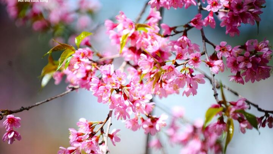 Lịch chi tiết 24 tiết khí năm 2026