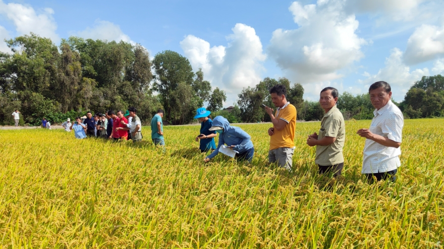 Vietnam - Australia partnership boosts Mekong  Delta climate-smart rice farming