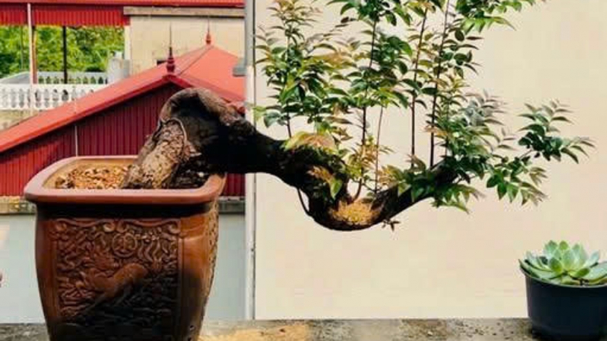 Cây Muội Hồng: Từ vách đá thành “thú chơi” tiền triệu trên bàn trà