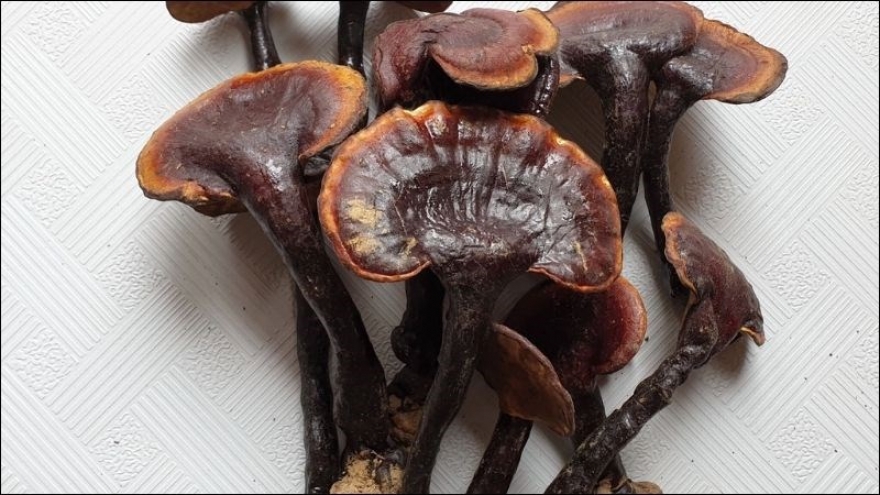 Nấm lim xanh có thực sự là “thần dược” như lời đồn?