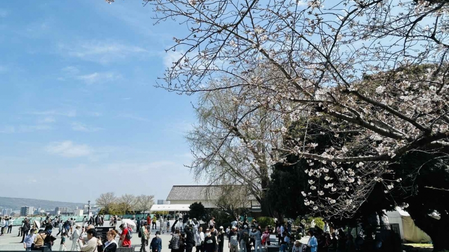 Nhật Bản lộng lẫy và huyền ảo trong mùa hoa anh đào 2026