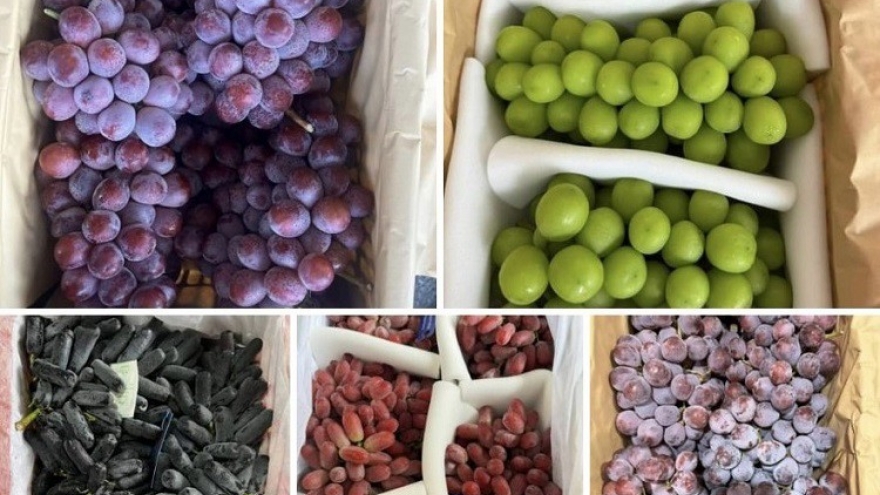 Việt Nam là “khách sộp” số 1 của nho Trung Quốc?