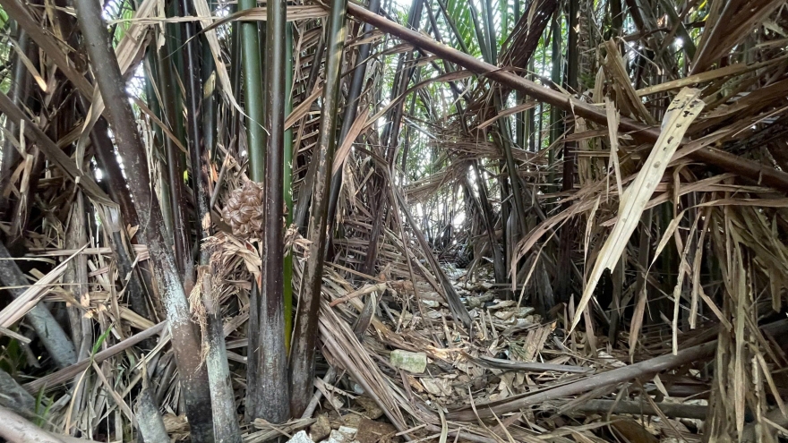 Đồng Tháp: Điều tra thi thể trôi vào bờ sông Cửa Tiểu