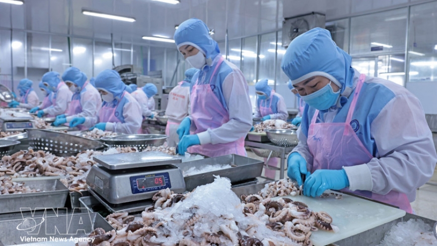 Squid, octopus exports pick up early in 2026