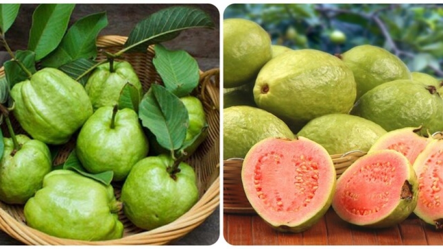 Những người không nên ăn ổi