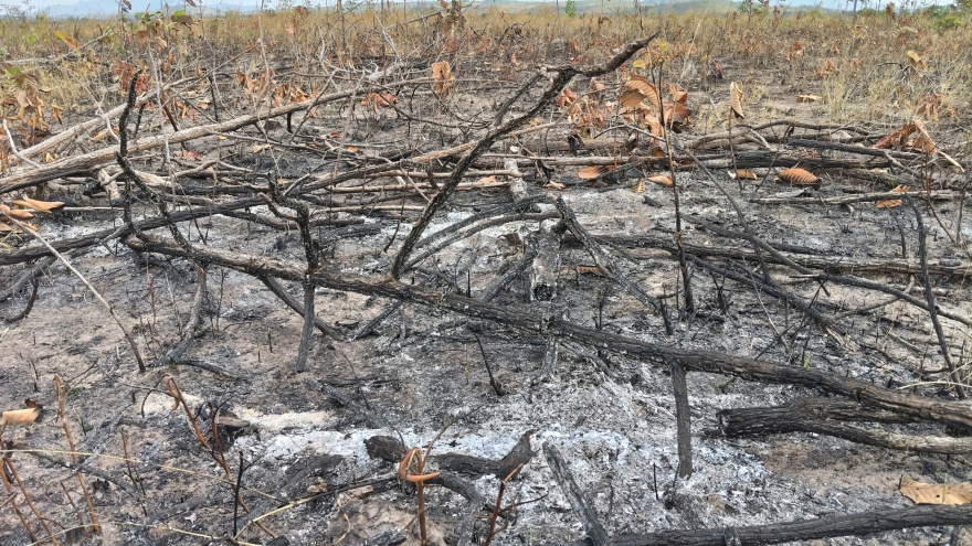 Khởi tố vụ hủy hoại hơn 9 ha rừng ở Gia Lai