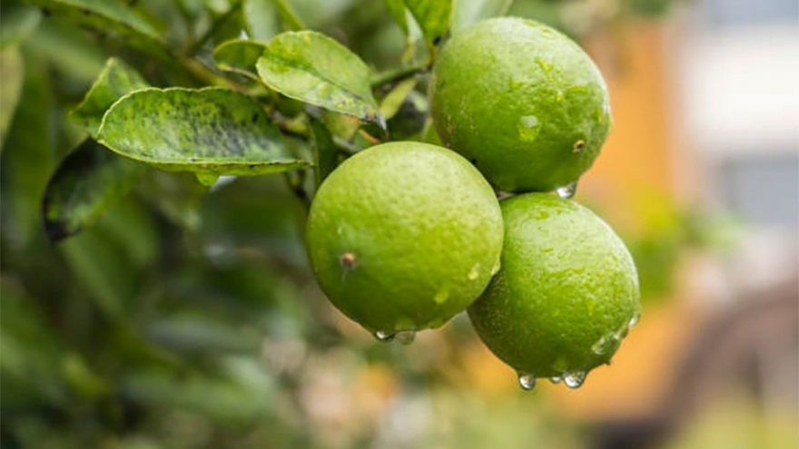 Thứ quả rẻ bèo ở chợ Việt, ăn vào vị chua the đặc trưng lại cực tốt cho sức khỏe