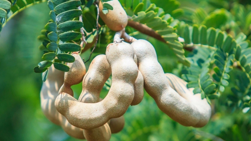 Thứ quả chua ngọt tưởng chỉ ăn cho vui miệng là “thuốc quý” lại bổ đủ đường