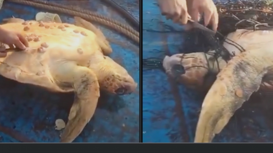 Clip rùa mắc lưới bơi đến thuyền cầu cứu gây xúc động, thu hút 16 triệu lượt xem