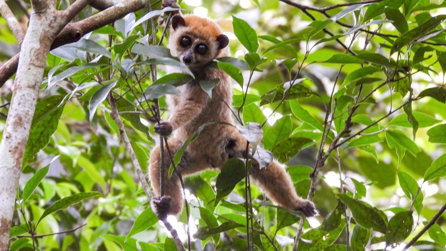 Seventeen endangered wild animals released into Kon Ka Kinh National Park