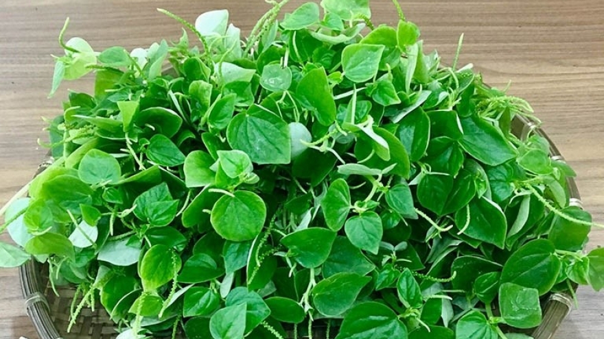 Việt Nam có vị “thuốc bổ tự nhiên” giòn dai mọng nước, ăn vào tốt ngang nhân sâm