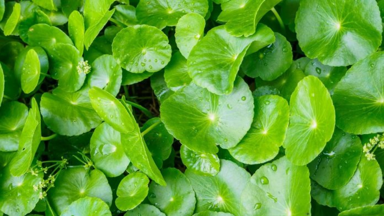 Rau má - thức uống giải nhiệt quen thuộc nhưng không phải ai cũng nên dùng