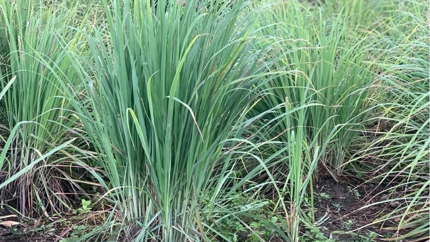 Cây thuốc đa công dụng chẳng cần chăm vẫn mọc um tùm đầy vườn, Việt Nam cực sẵn