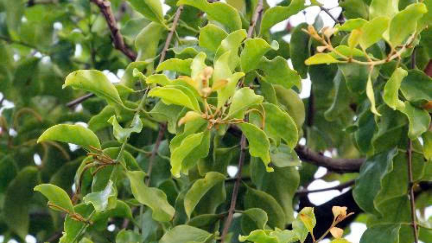 Tầm gửi - loài cây ký sinh nhưng ẩn chứa nhiều giá trị dược liệu bất ngờ