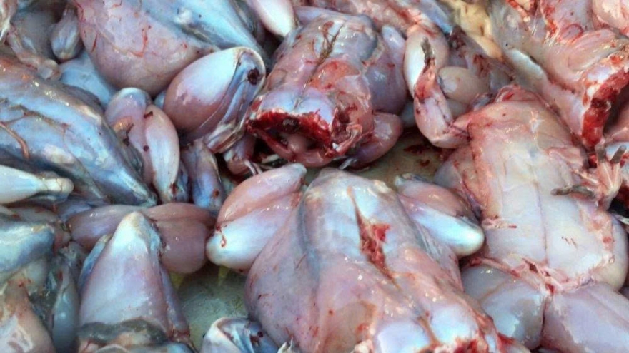 Thịt cóc có thực sự tốt như lời đồn? Cảnh báo không thể bỏ qua