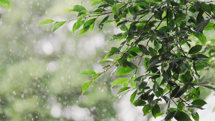 Tiết Cốc vũ 2026 bắt đầu từ ngày nào, có đặc điểm gì?