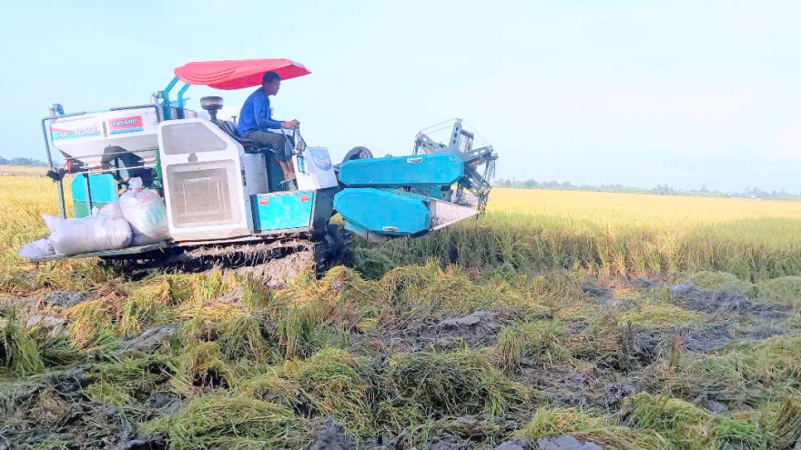 Sản xuất nông nghiệp ĐBSCL gặp khó nếu chiến sự Trung Đông kéo dài