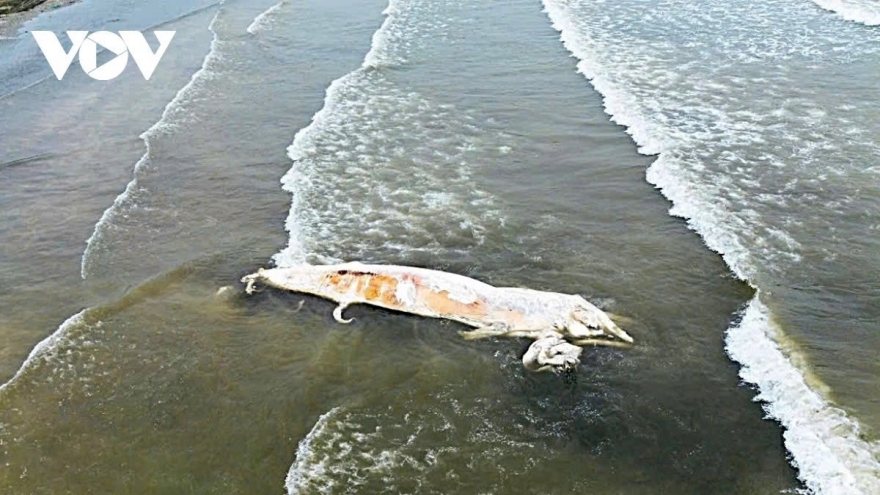 Whale carcass washes ashore in central Vietnam, no hazards reported