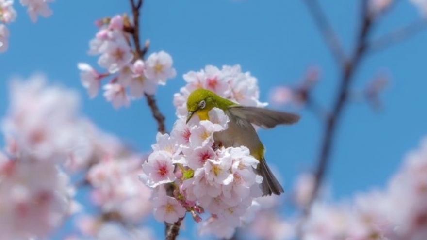 Hôm nay người Việt đón tiết Xuân phân 20/3, cần lưu ý gì?