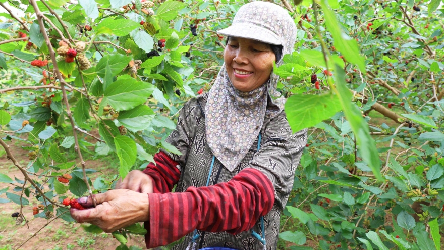 Hát Môn nhộn nhịp mùa thu hoạch dâu tằm