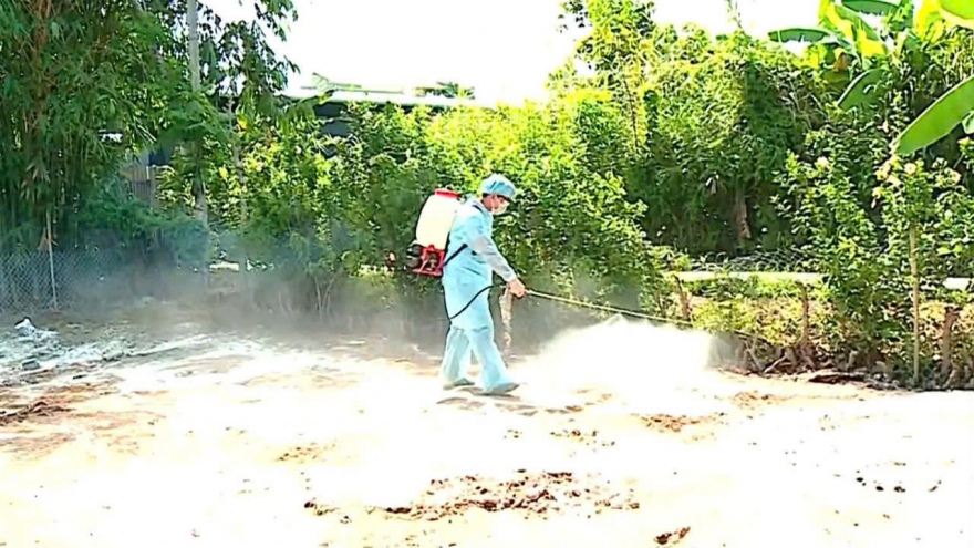 11 ổ dịch tả heo châu Phi xuất hiện tại Vĩnh Long