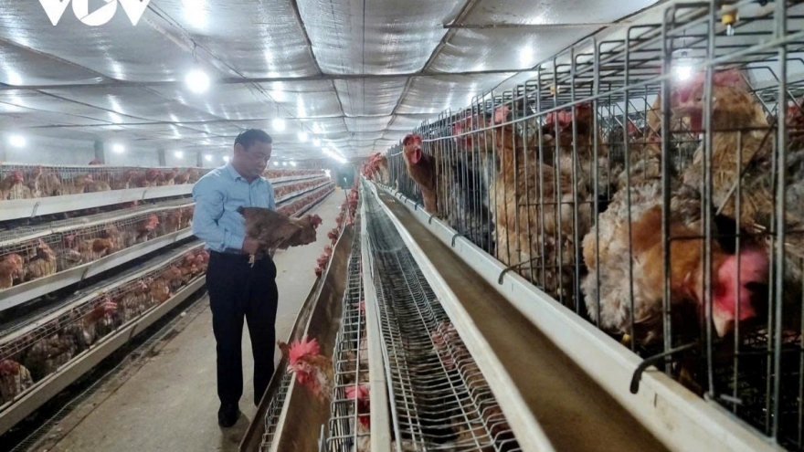 Làm chủ công nghệ và liên kết chuỗi: “Vaccine” đặc hiệu cho ngành chăn nuôi