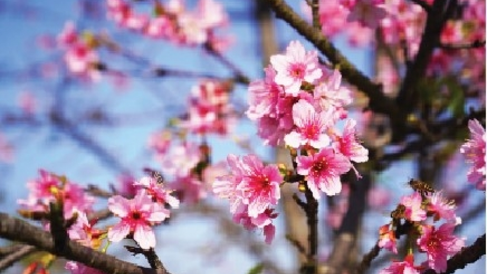 Em ơi mùa xuân đến rồi đó