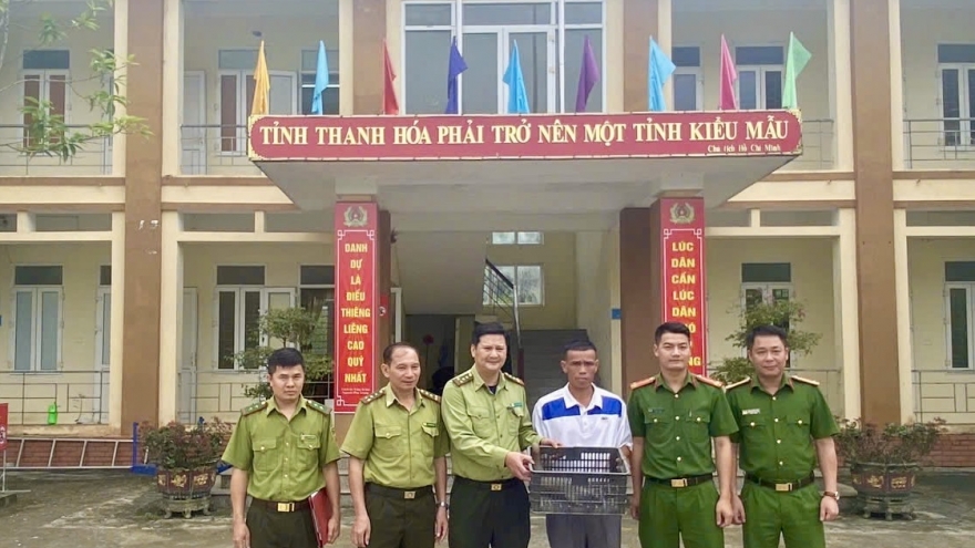 Người dân tự giác giao nộp cá thể tê tê quý hiếm ở Thanh Hóa