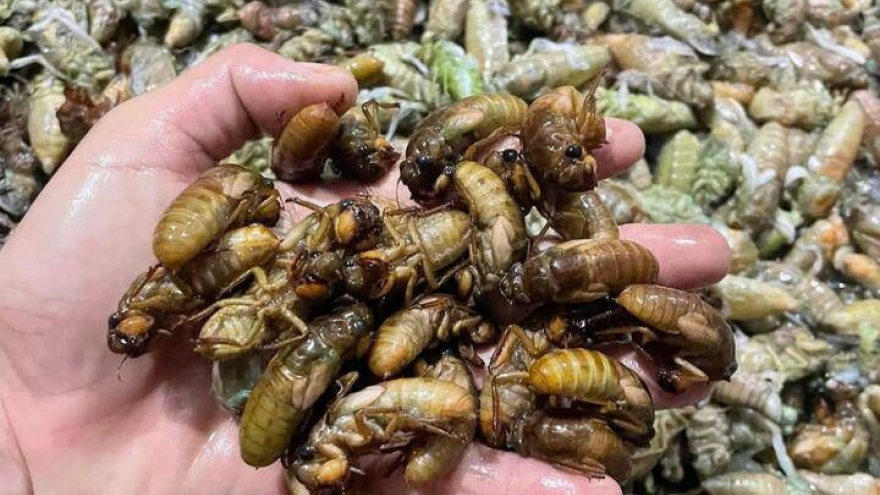 Đổ xô vào rừng đêm khuya săn 'lộc trời' thu bạc triệu mỗi ngày