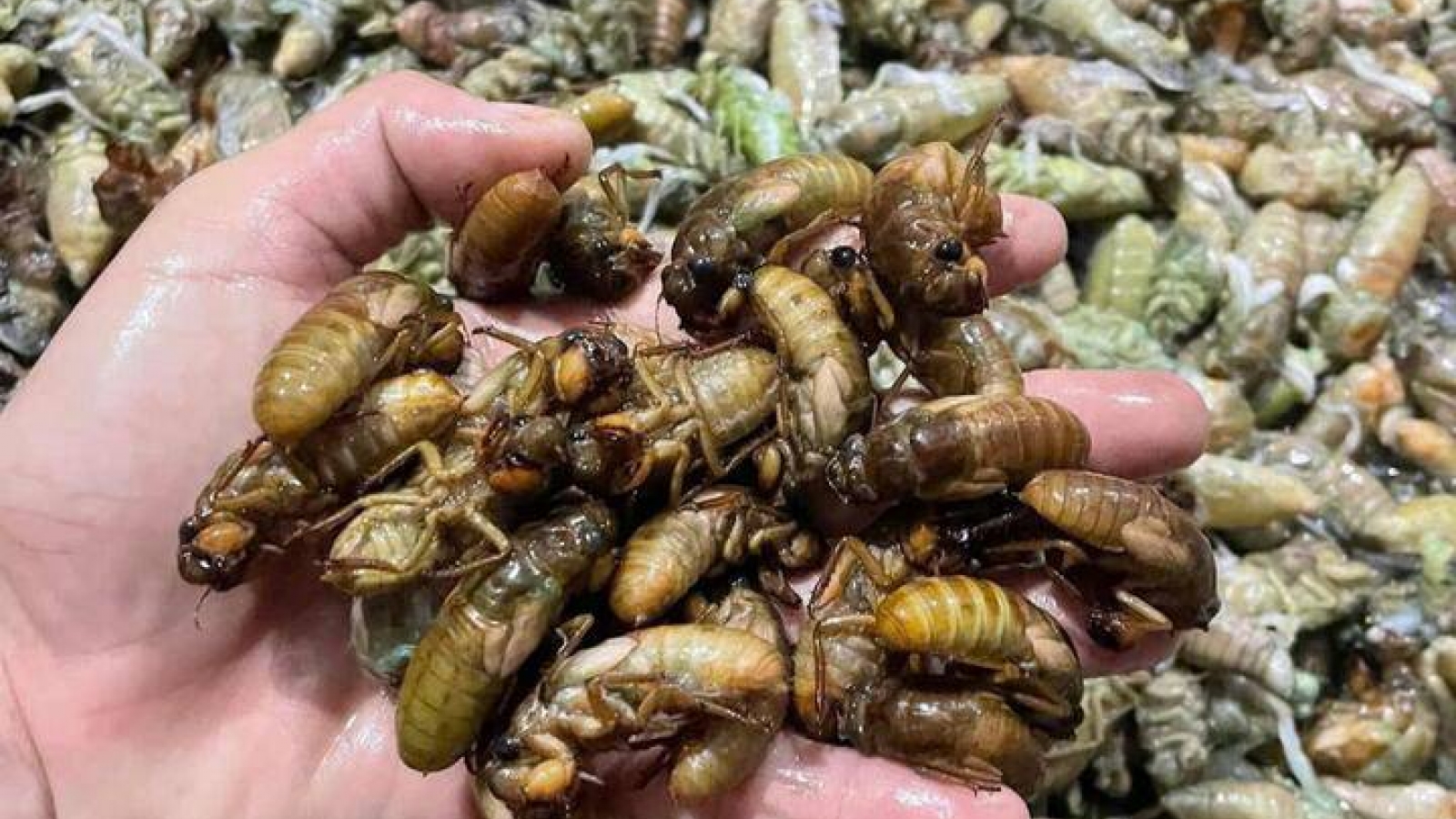 Đổ xô vào rừng đêm khuya săn 'lộc trời' thu bạc triệu mỗi ngày