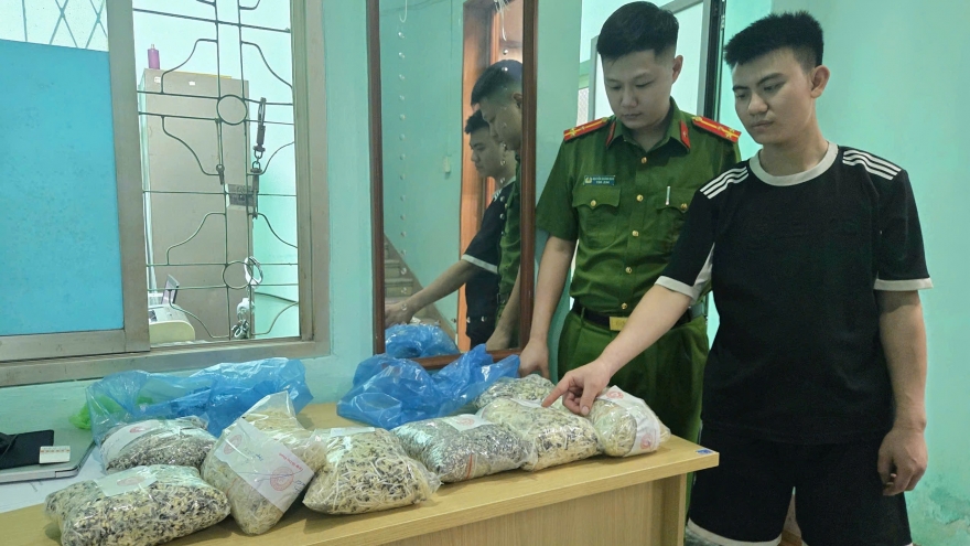 Quảng Ninh: Phát hiện, thu giữ gần 2 tấn giá đỗ chứa chất cấm