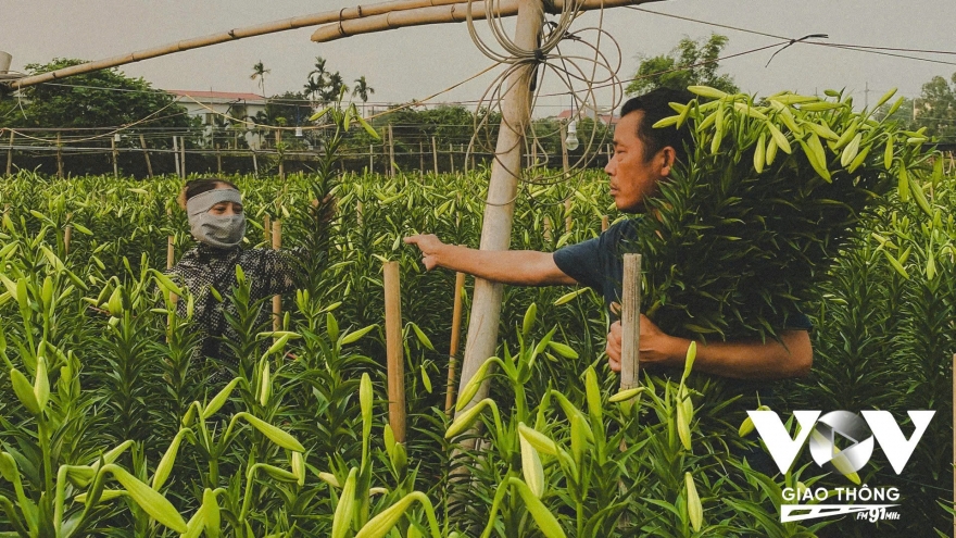 Hoa loa kèn vào vụ, làng Tây Tựu rộn ràng thu hoạch