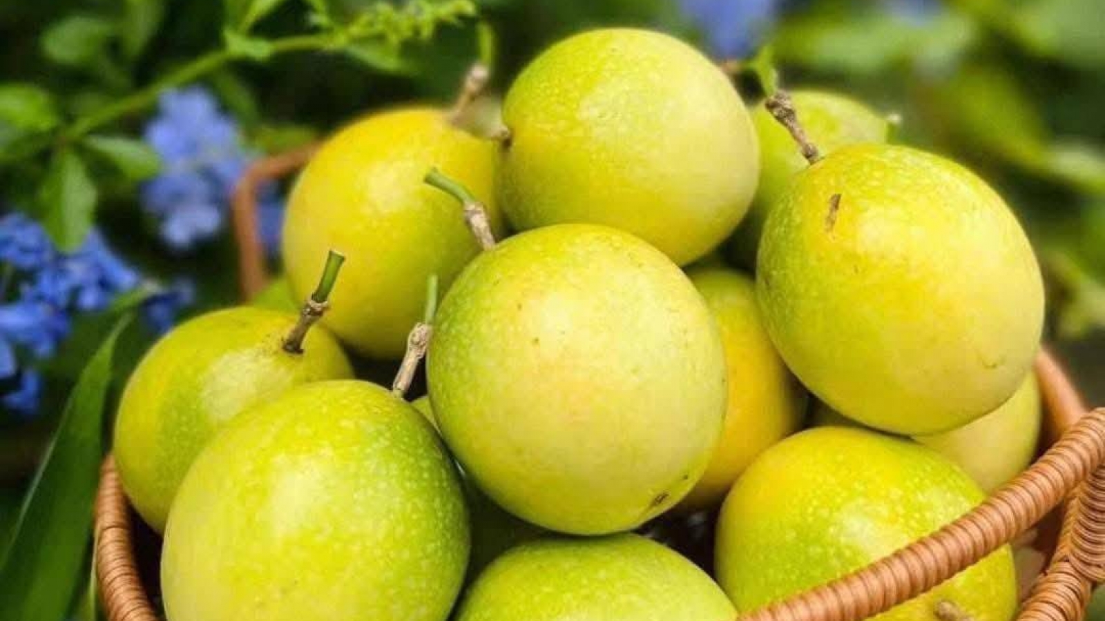 Loại quả vỏ vàng, vị ngọt thơm mùi ổi “hút khách”