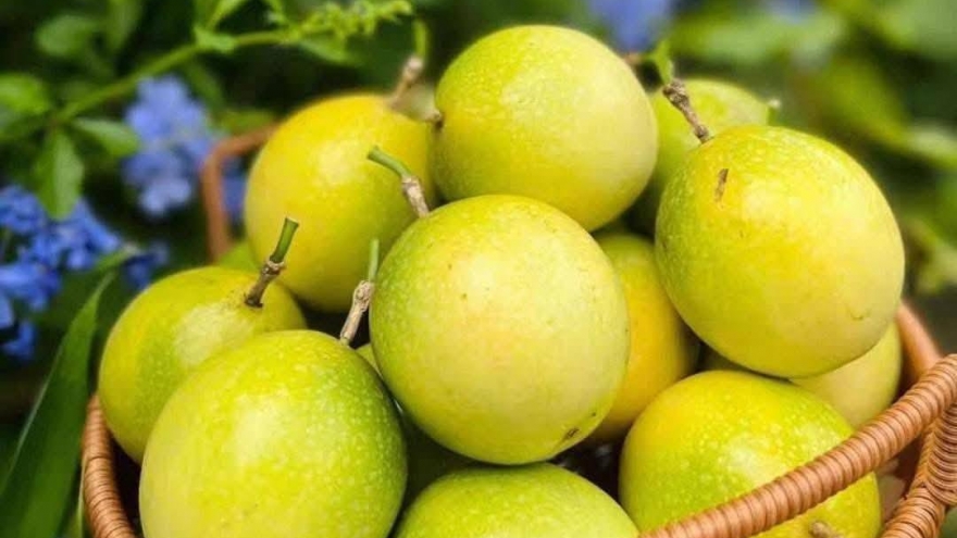 Loại quả vỏ vàng, vị ngọt thơm mùi ổi “hút khách”