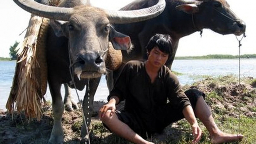 Đóng phim cùng… 300 con trâu, dàn sao Việt kể chuyện “dở khóc dở cười”